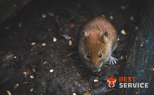 Дератизация в Мытищах